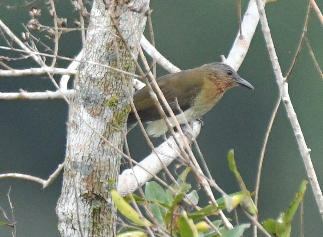 Philippine Bulbul - ML506753321