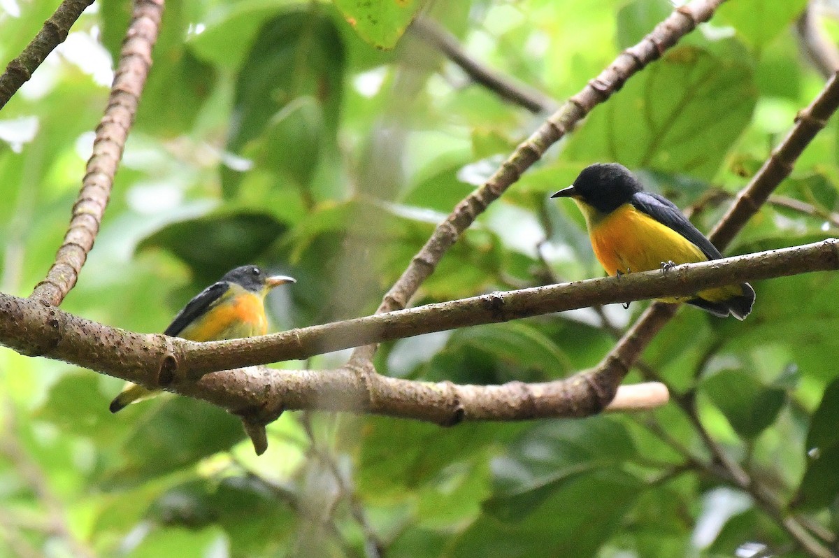 Orange-bellied Flowerpecker - ML506753391