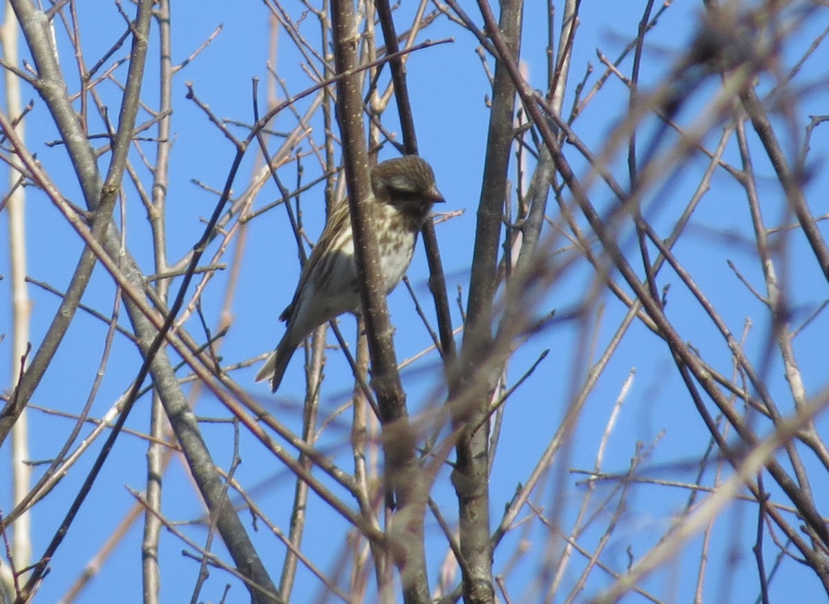 Purple Finch - ML506756171