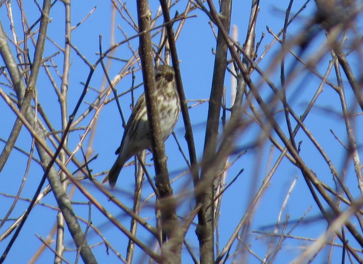 Purple Finch - ML506756181