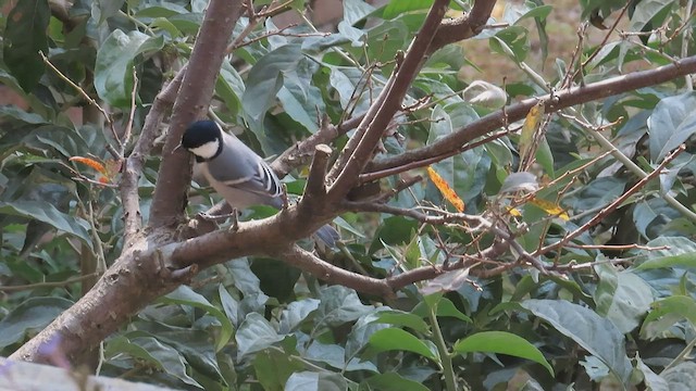 Asian Tit (Cinereous) - ML506756621