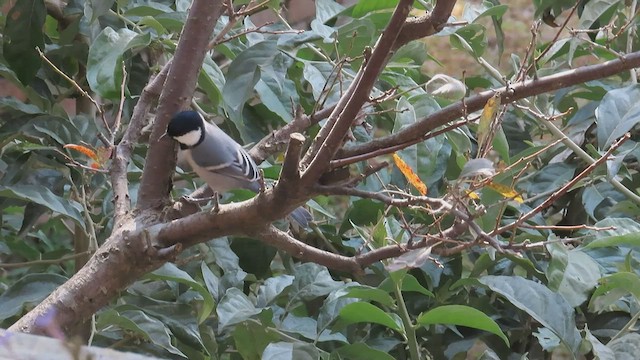 Cinereous Tit - ML506756621