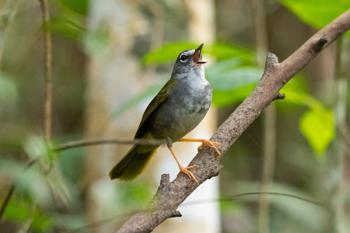 Olivflanken-Waldsänger - ML506756861