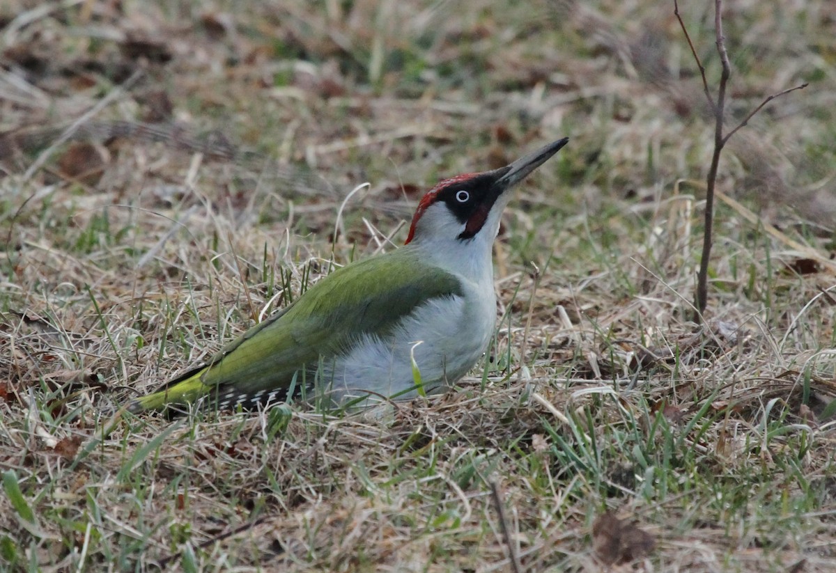 Eurasian Green Woodpecker - ML506757991