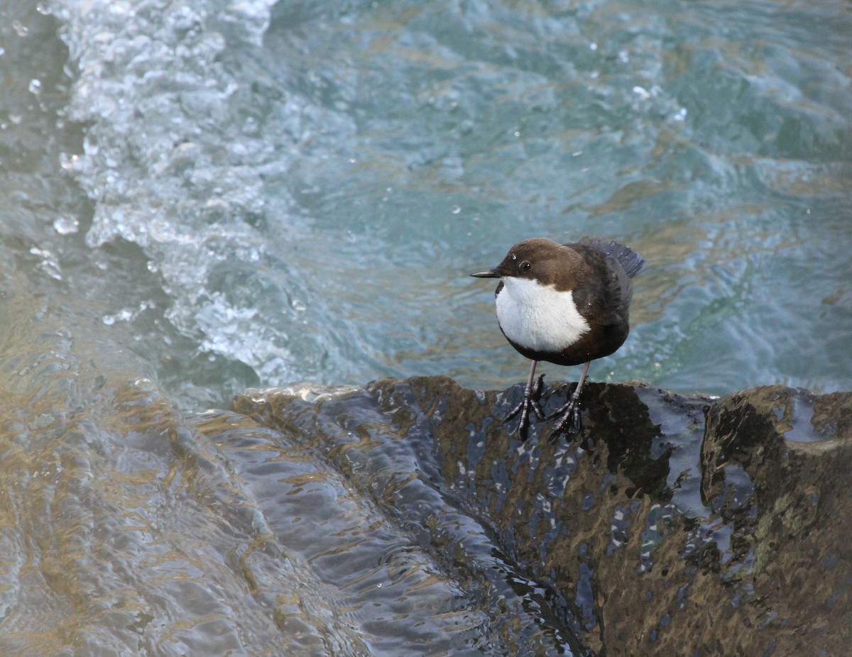 White-throated Dipper - ML506758011