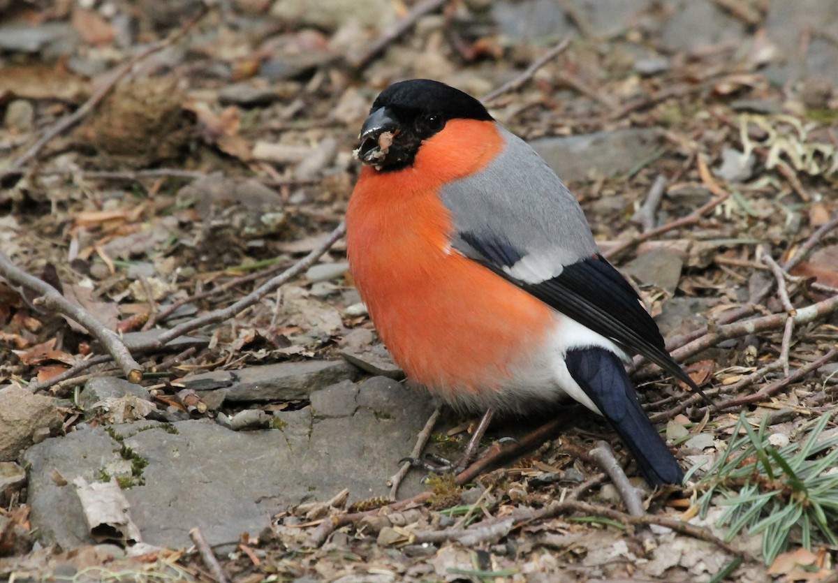 Eurasian Bullfinch - ML506758031