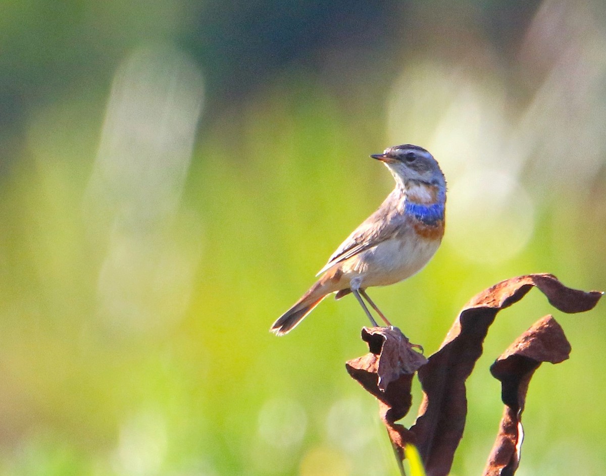 Bluethroat - ML506759021