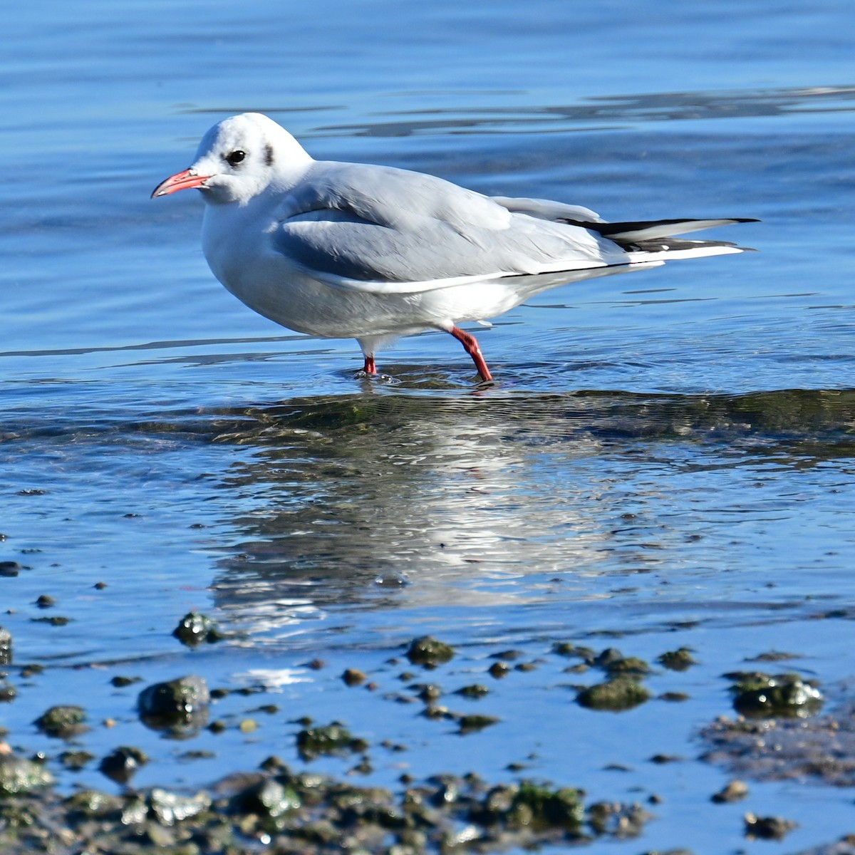 Mouette rieuse - ML506761141