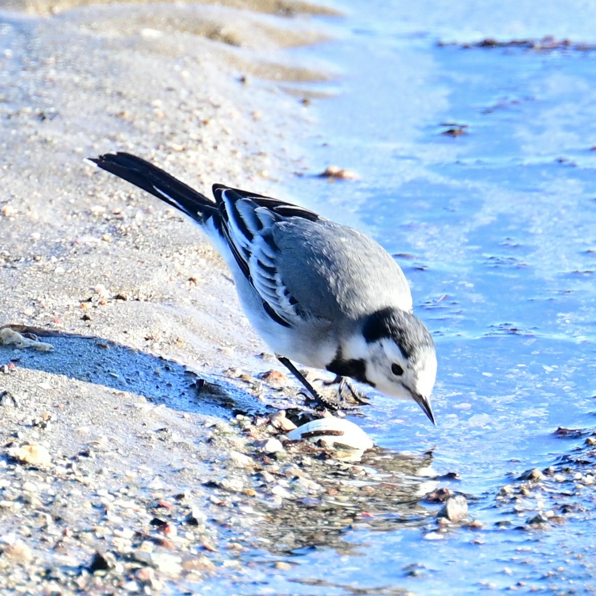 White Wagtail - Victor Pássaro