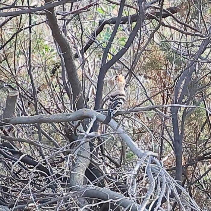 Common Hoopoe - ML506761781