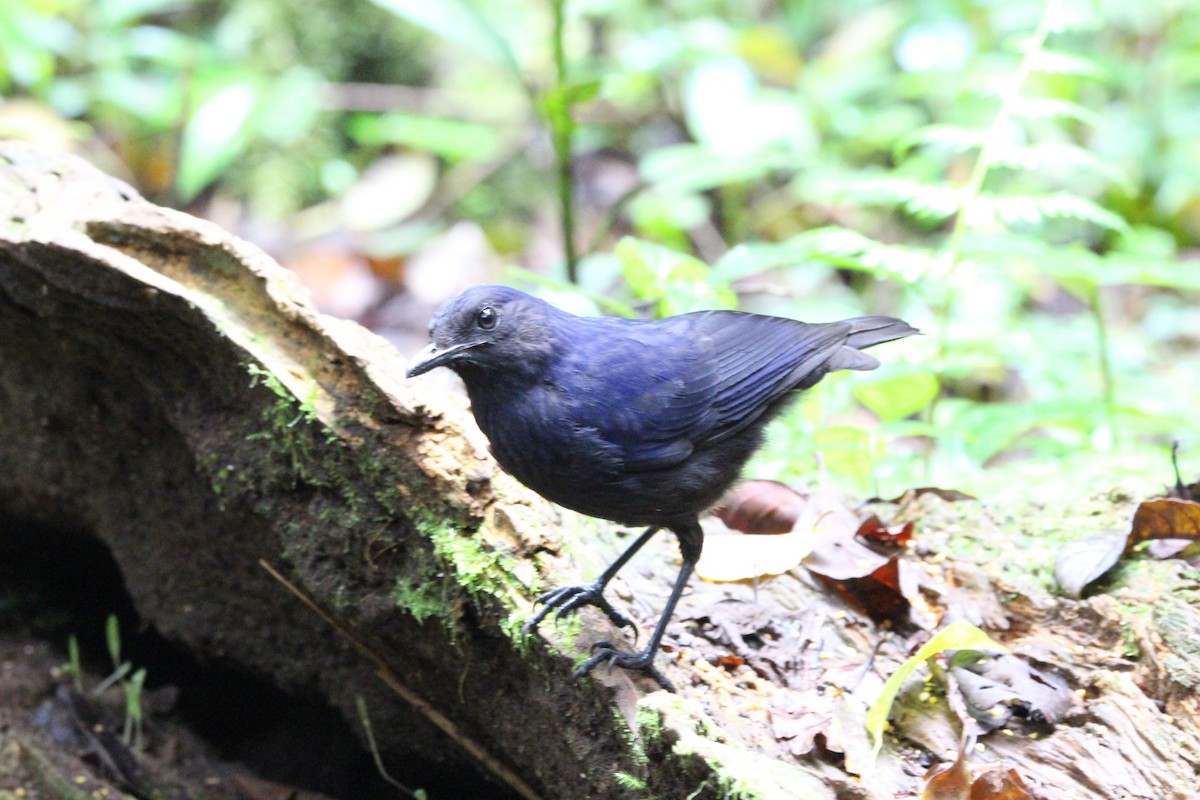 Javan Whistling-Thrush - Danny Byrne