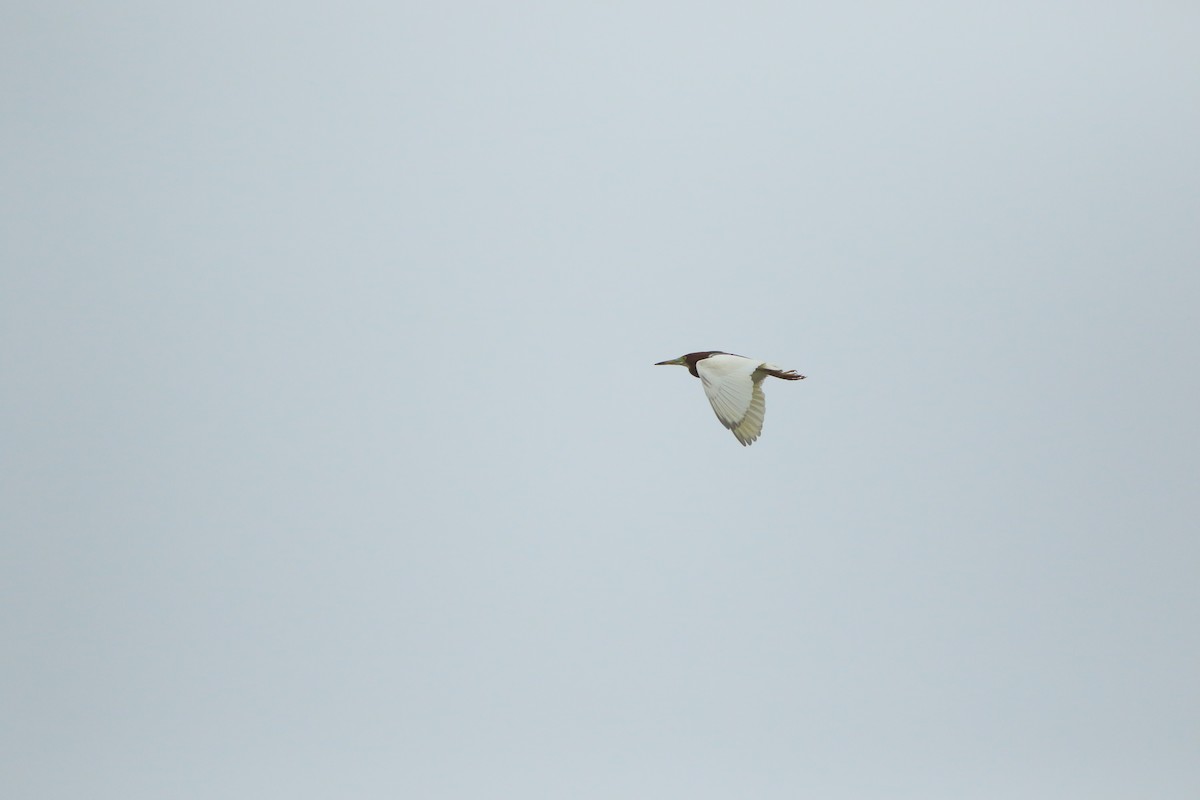 Chinese Pond-Heron - ML506763321