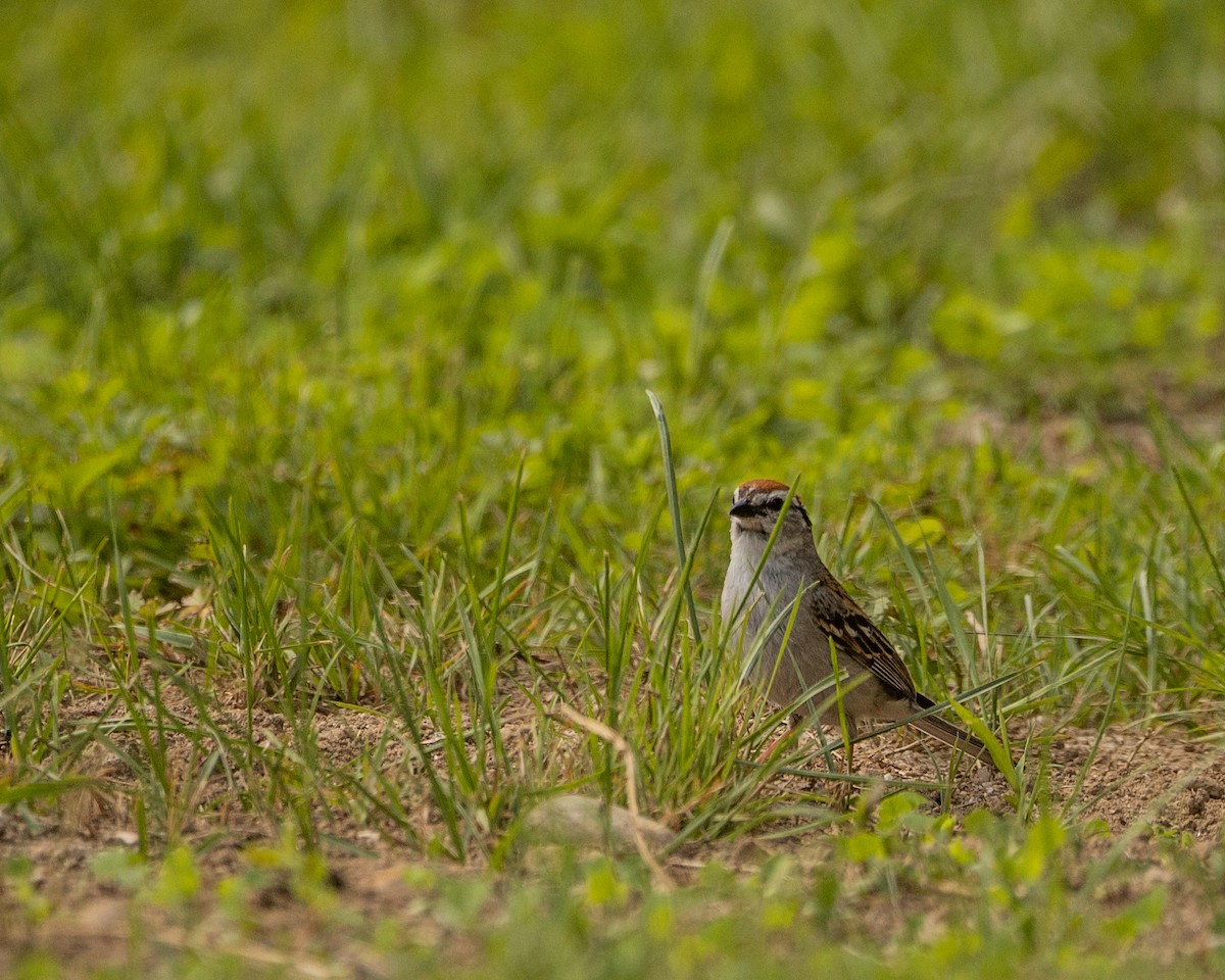 Chipping Sparrow - ML506766151