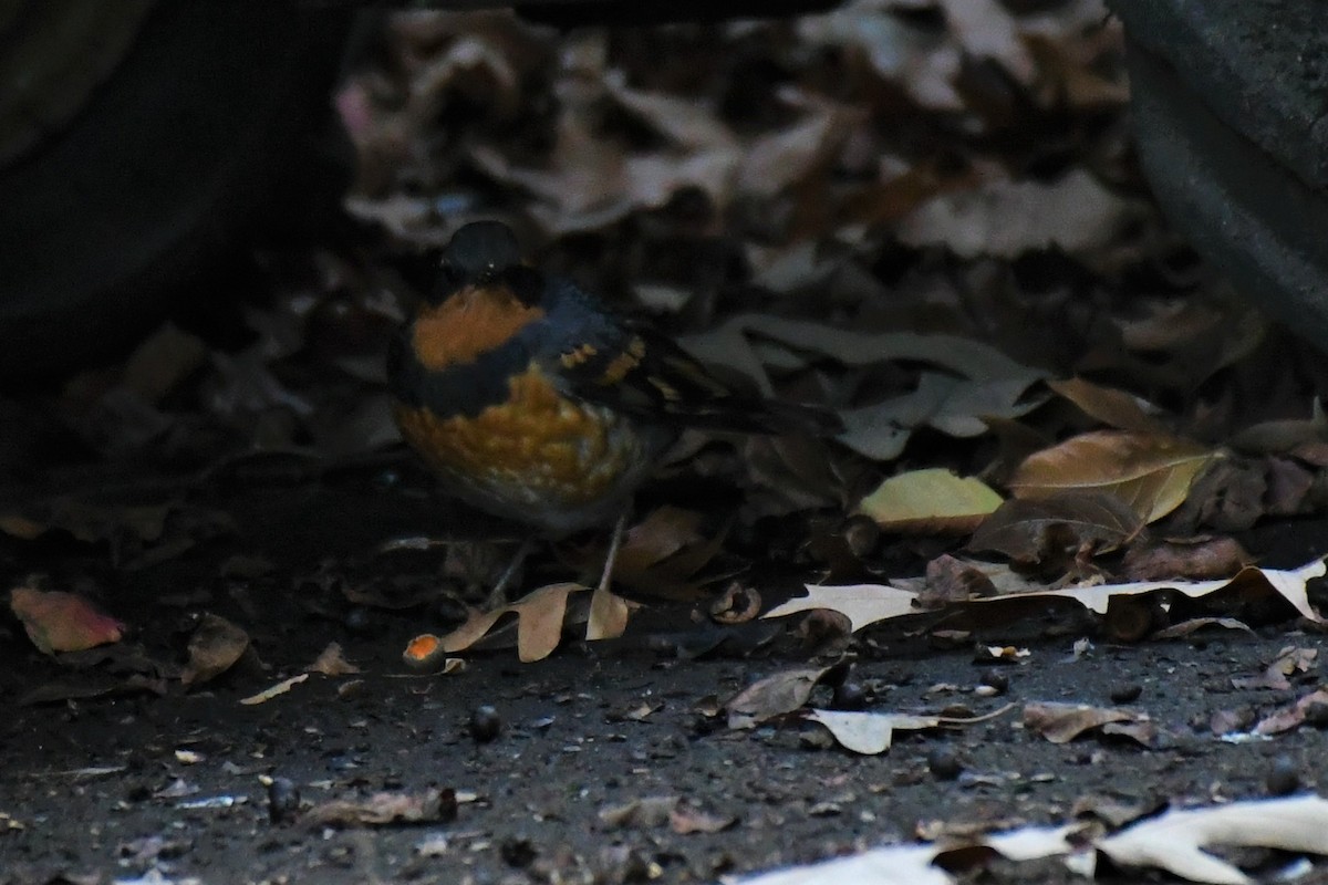 Varied Thrush - Todd Fifield