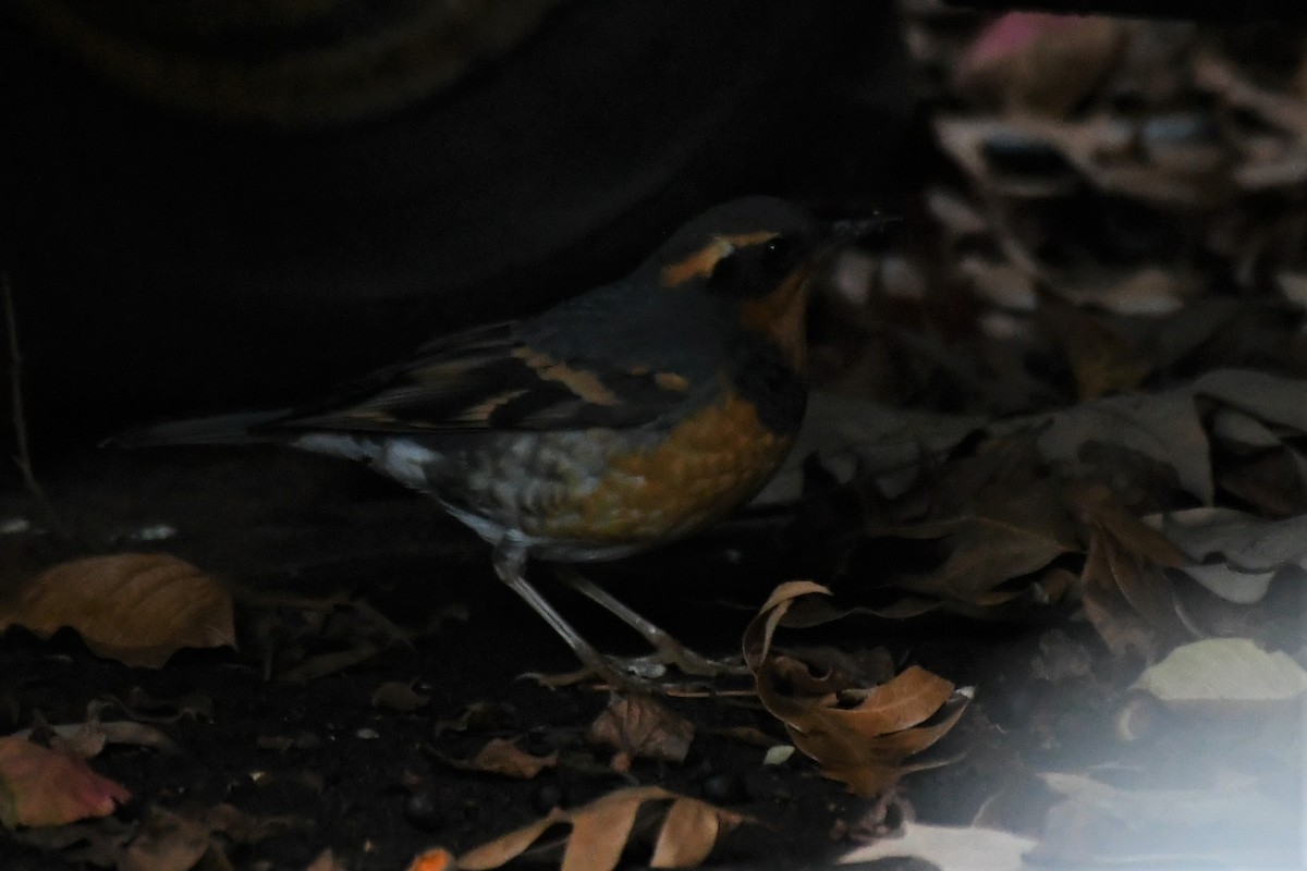 Varied Thrush - Todd Fifield