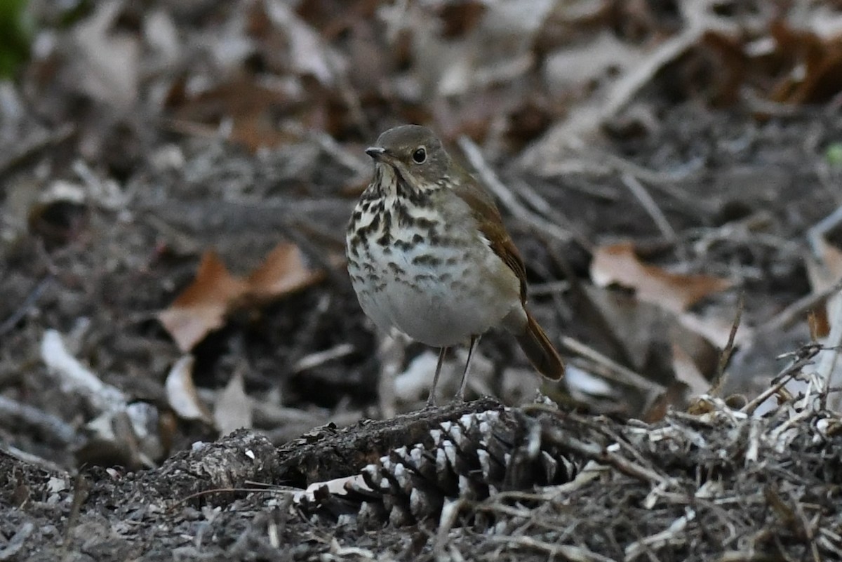 Hermit Thrush - Todd Fifield