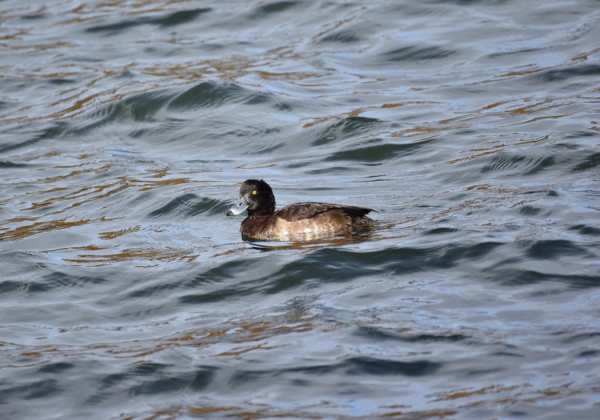 Tufted Duck - ML506767691
