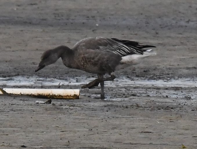 Snow Goose - ML506767781