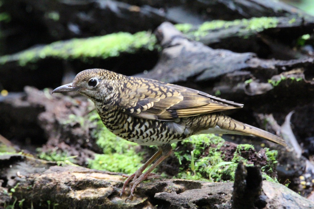 Scaly Thrush (Horsfield's) - Danny Byrne