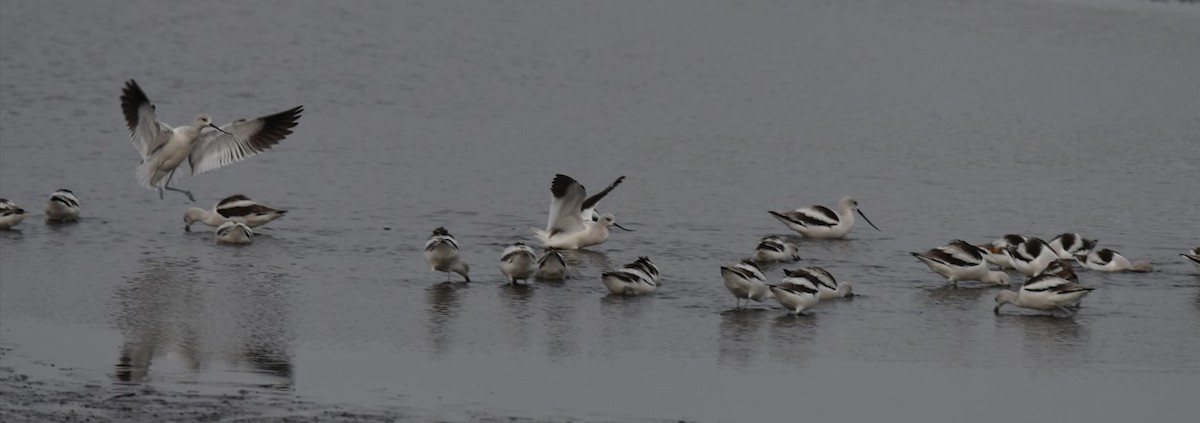American Avocet - ML506767901