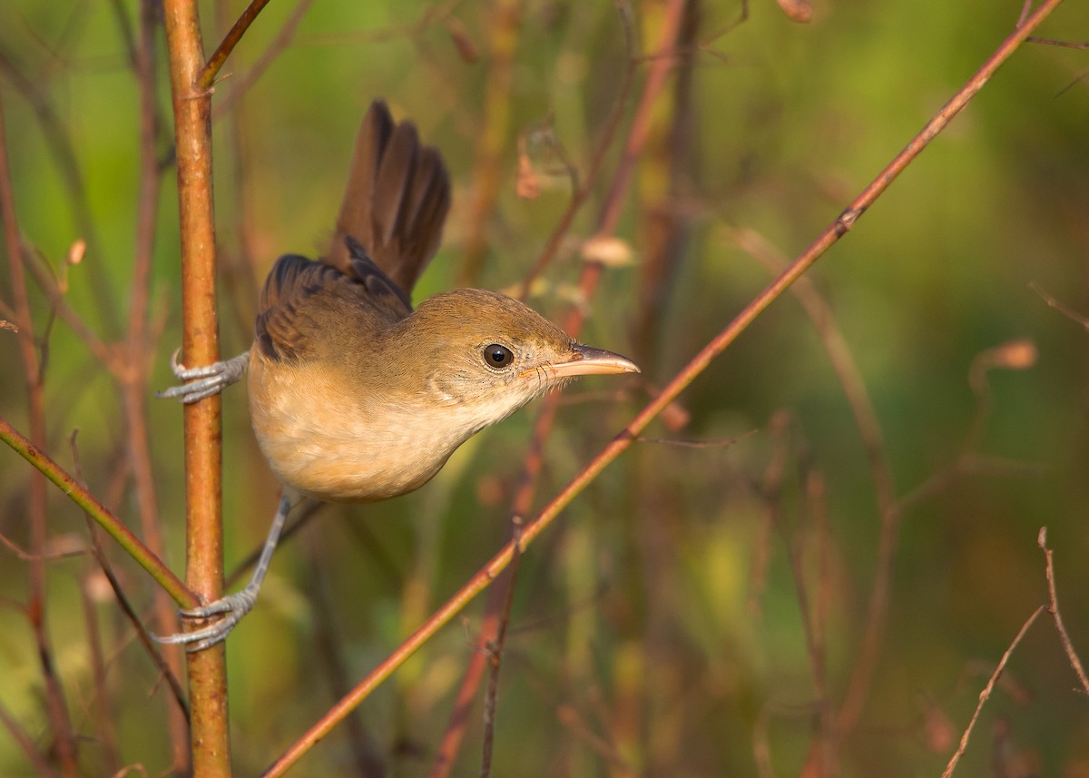 Thick-billed Warbler - Ayuwat Jearwattanakanok