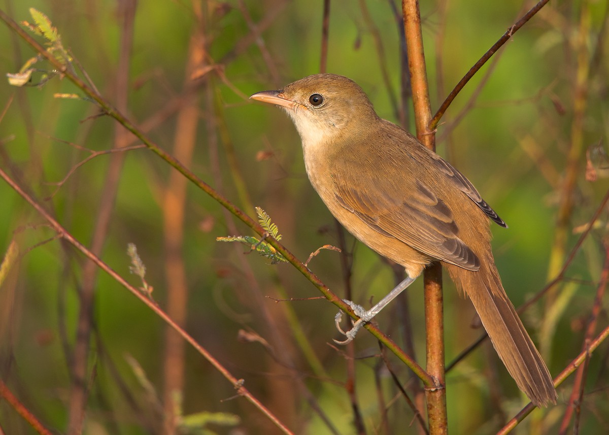Thick-billed Warbler - Ayuwat Jearwattanakanok