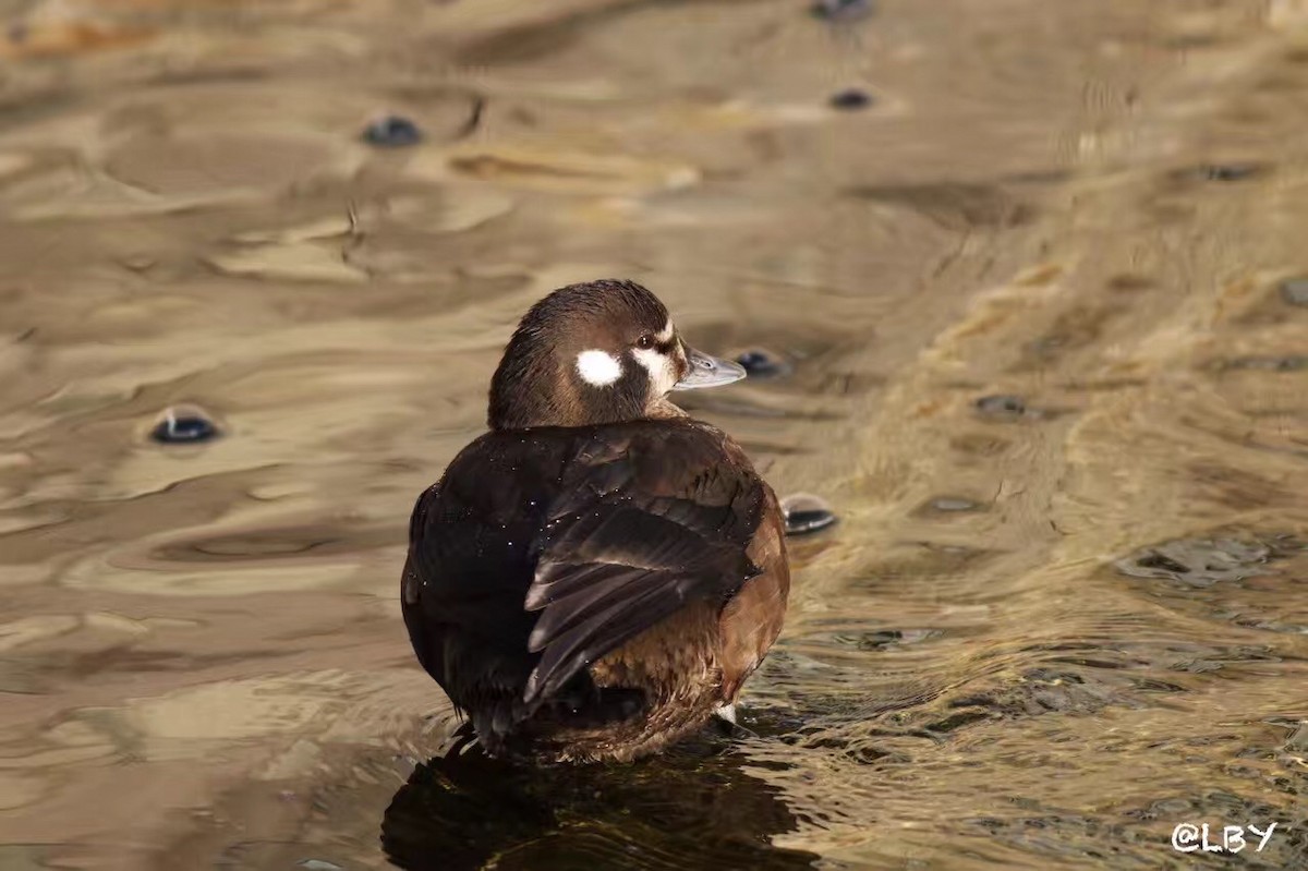 Moretta arlecchino - ML50677031