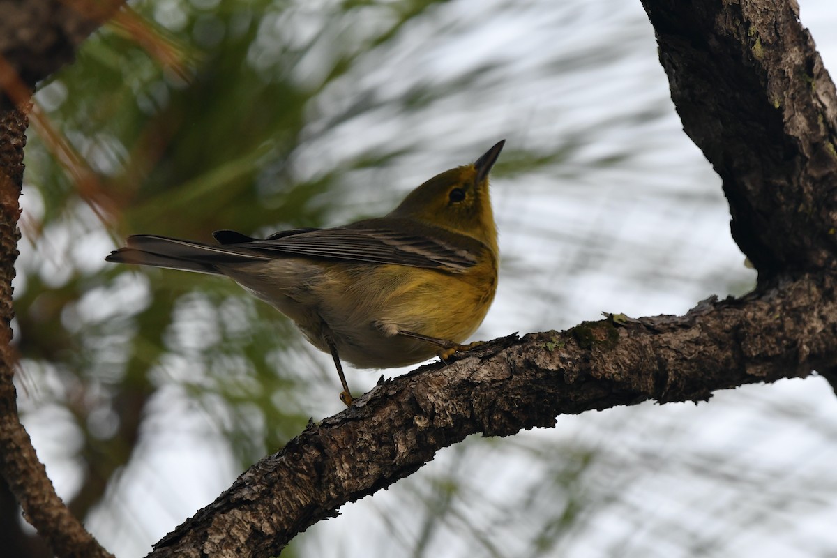 Pine Warbler - ML506771041