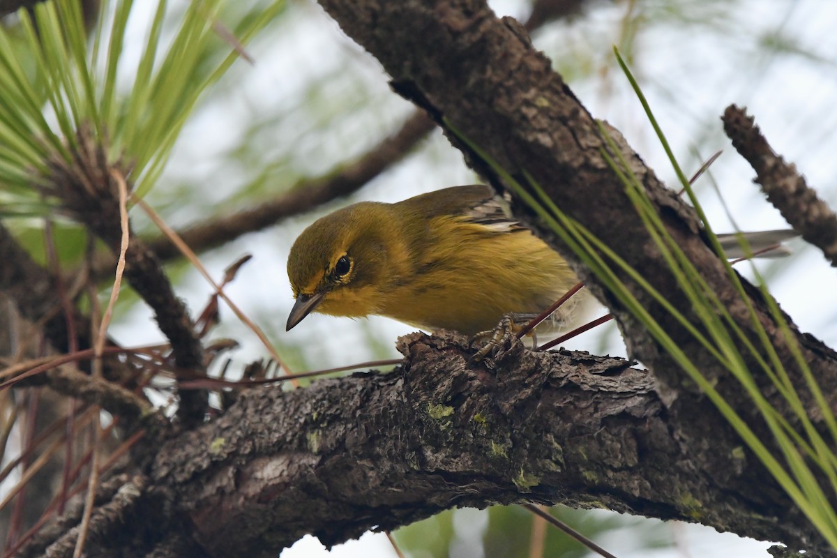 Pine Warbler - ML506771051