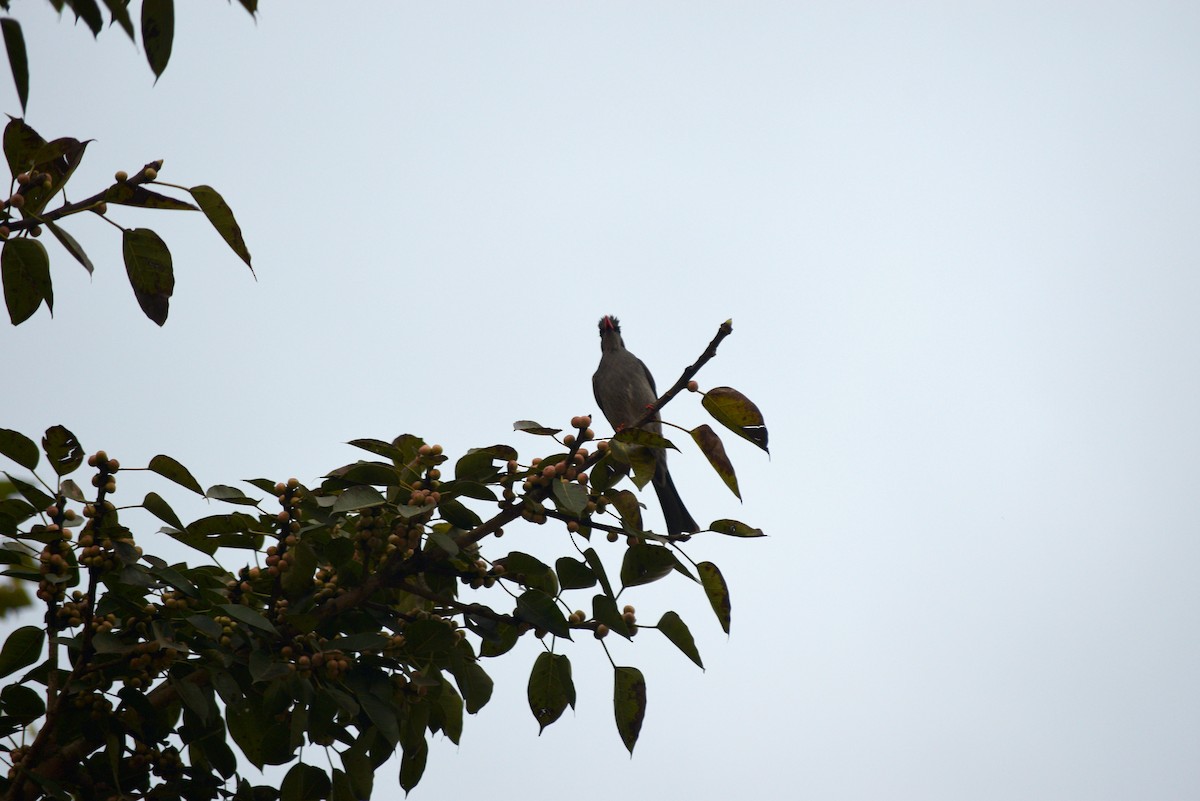 Black Bulbul - ML50677311