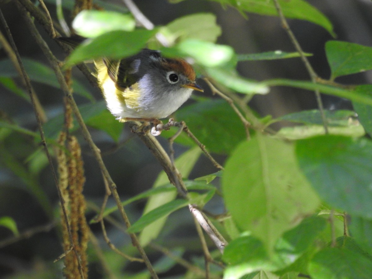 Chestnut-crowned Warbler - Wenyi Zhou