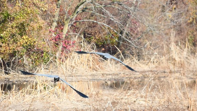 Great Blue Heron - ML506774951