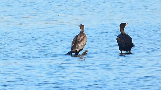 Double-crested Cormorant - ML506775241