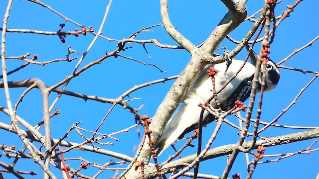 Hairy Woodpecker - ML506776111