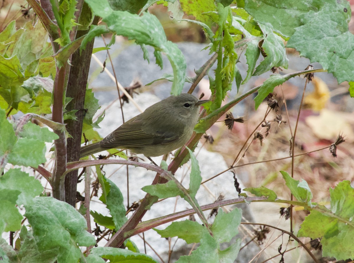 Orange-crowned Warbler - ML506776441