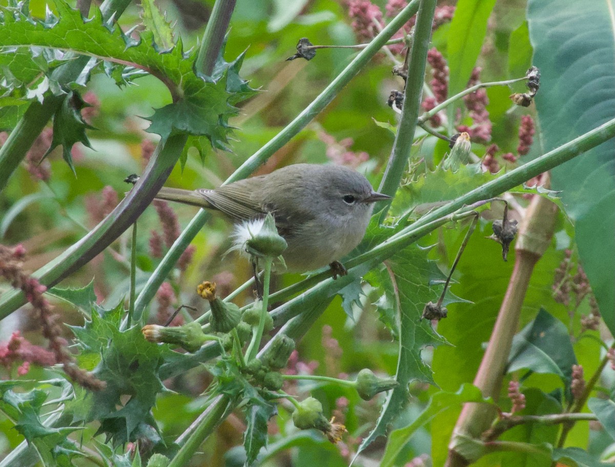 Orange-crowned Warbler - ML506776511