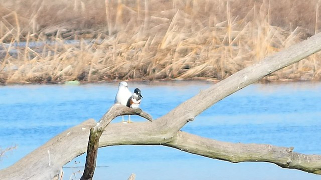 Belted Kingfisher - ML506776761