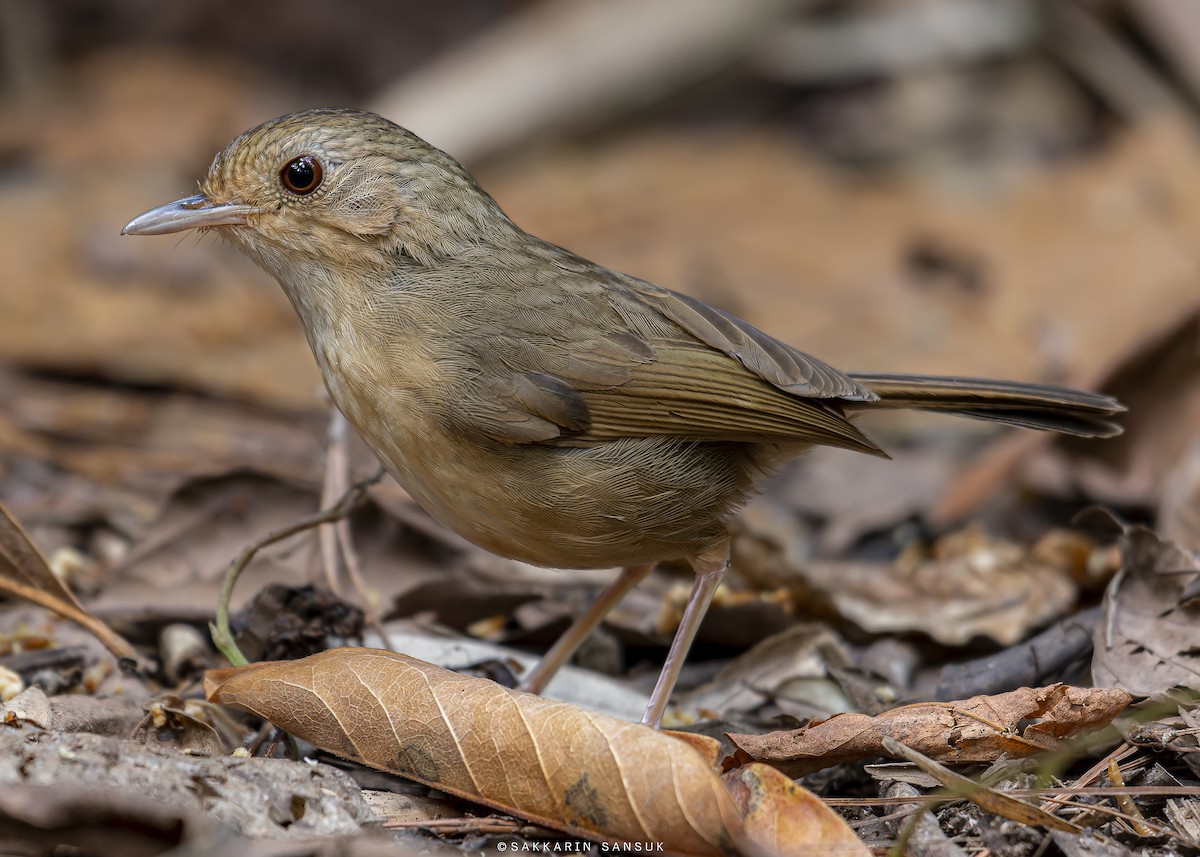 Buff-breasted Babbler - Sakkarin Sansuk