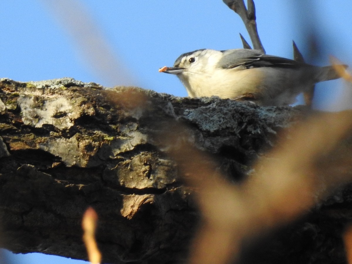 White-breasted Nuthatch - ML506777371