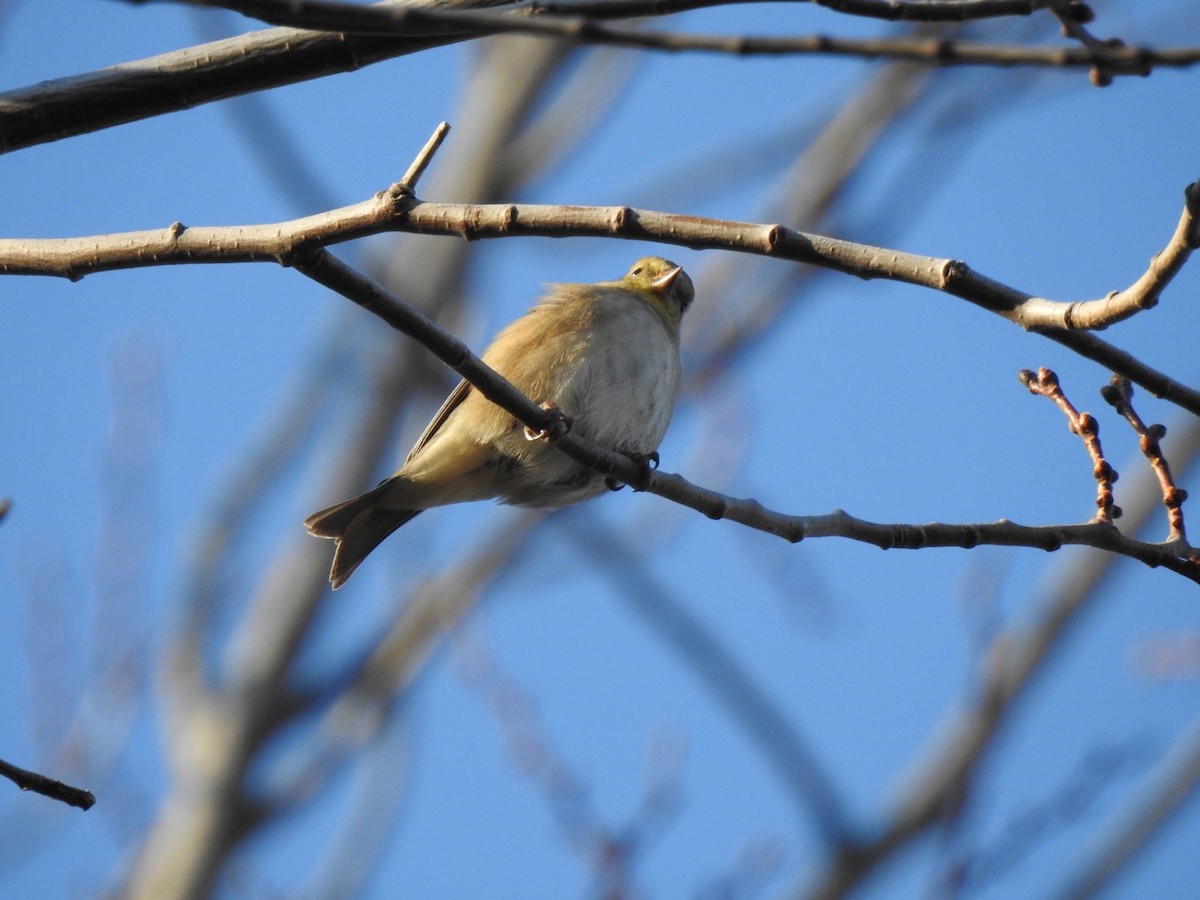 American Goldfinch - ML506777531