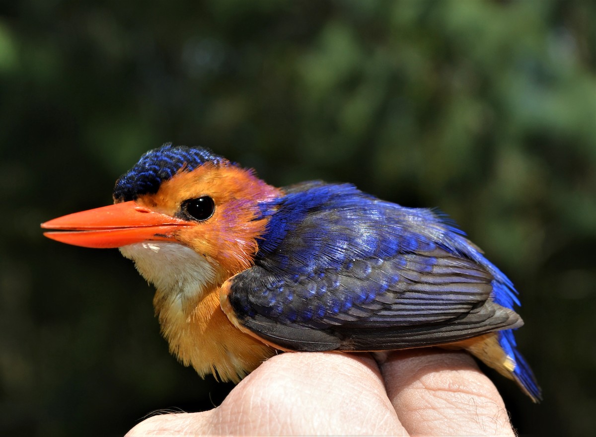 African Pygmy Kingfisher - ML506777771