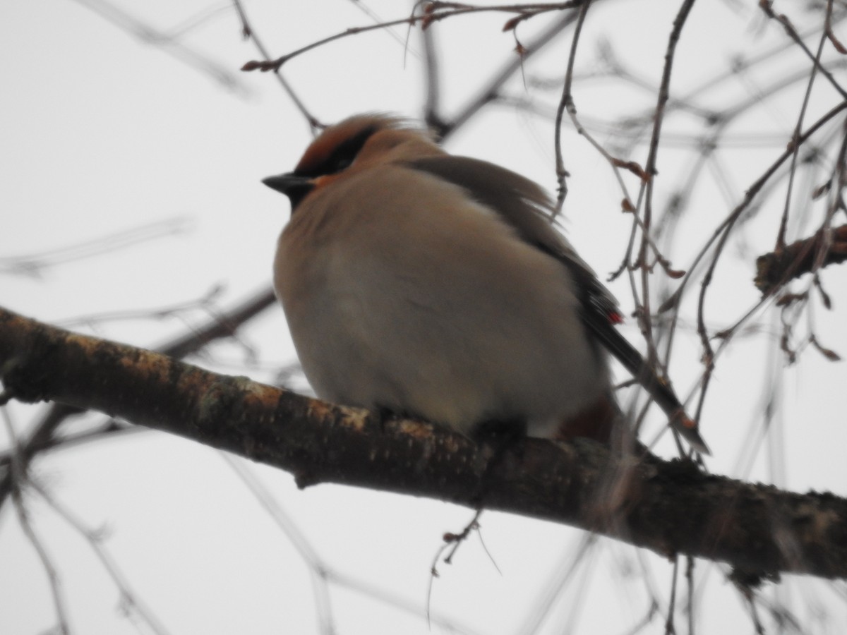 Bohemian Waxwing - ML50677871