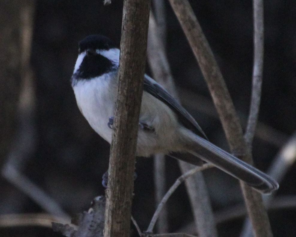 Black-capped Chickadee - ML506780901