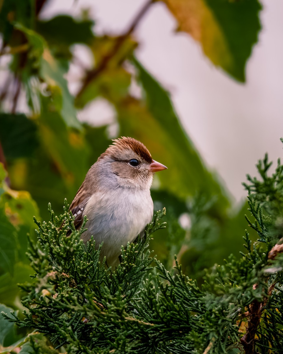 White-crowned Sparrow - John Scarlett