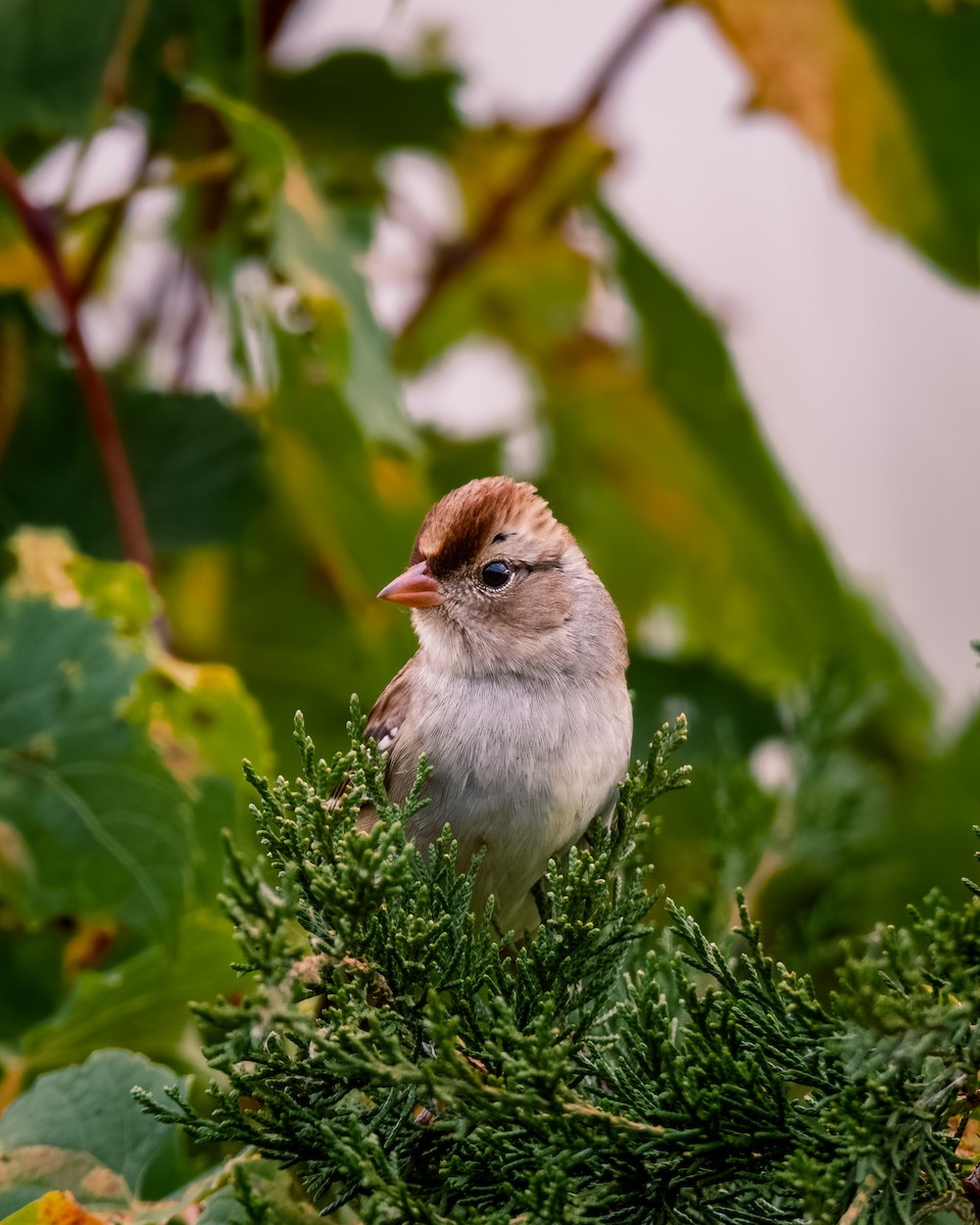 White-crowned Sparrow - John Scarlett