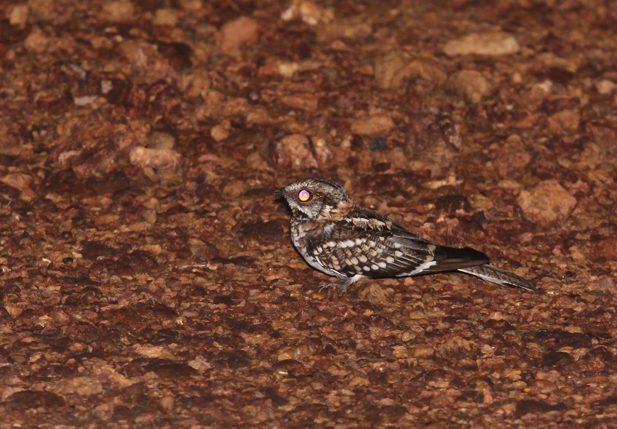 White-tailed Nightjar - ML506783181