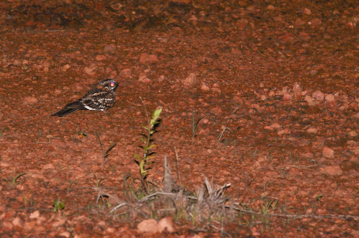 White-tailed Nightjar - Vincent Rufray