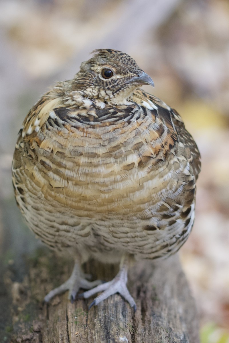 Ruffed Grouse - ML506783511