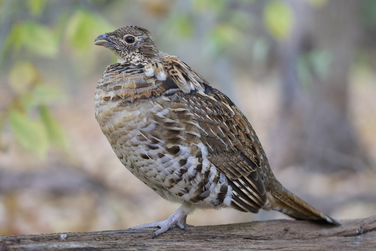 Ruffed Grouse - ML506783781