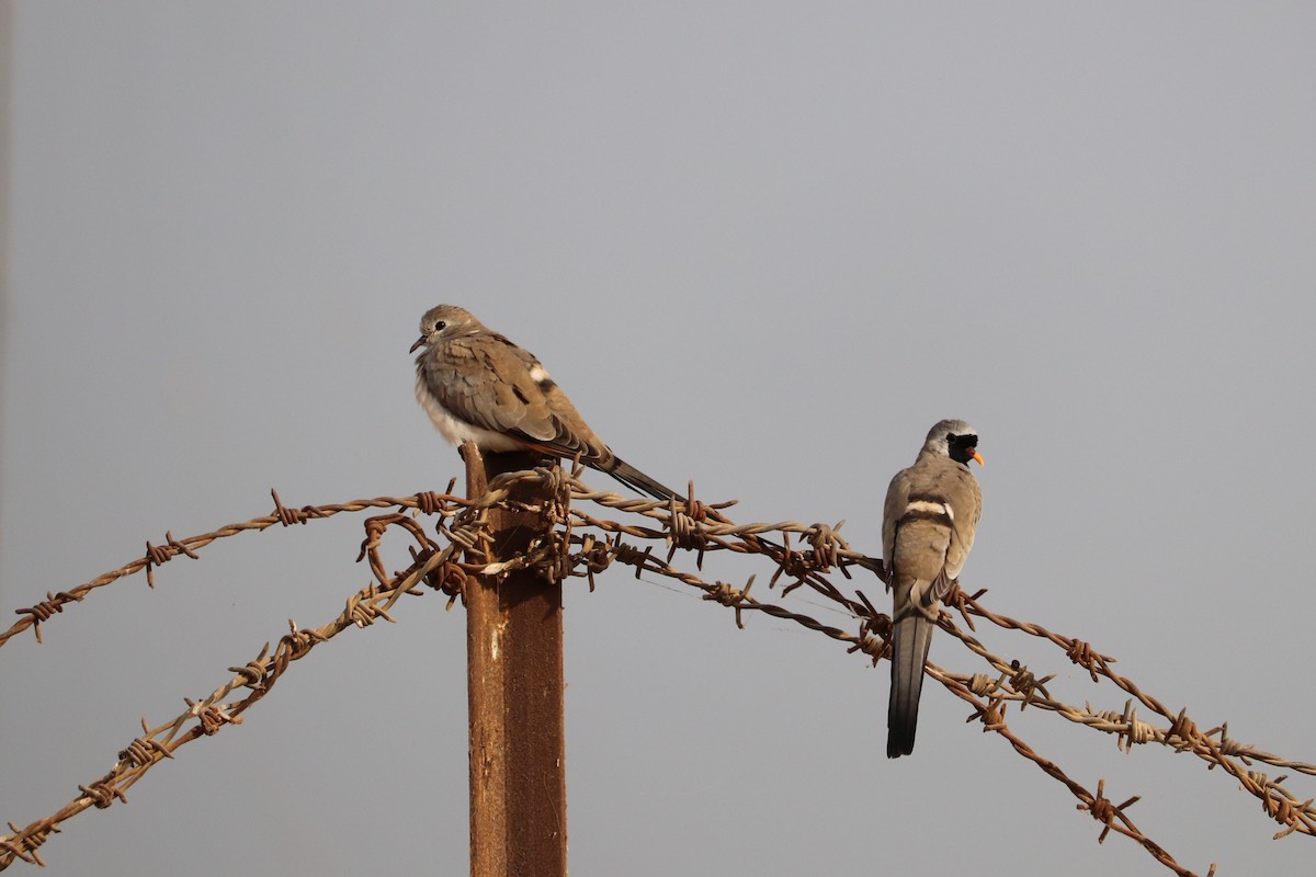 Namaqua Dove - Ismael Khalifa